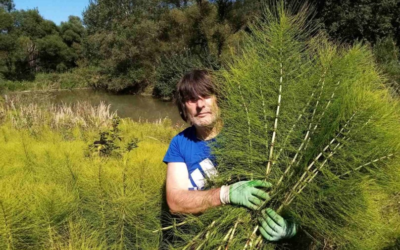 Biljke sa najvećim sadržajem silicijumove kiseline Salicylic acid